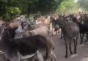 ESTOY SEGURO DE QUE NUNCA VISTEIS TANTOS BURROS JUNTOS )