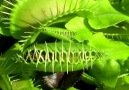 Etobur bitki Venüs Flytrap (Sinekkapan)