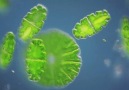 "Euastrum oblongum" yeşil alginin bölünmesi