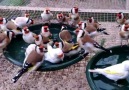 European goldfinch mutations bathing