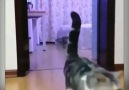 Evde kedinize yapabileceğiniz küçük şakalar Video credit @unknown