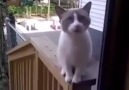 Eve giremediği için sinirlenen kedi