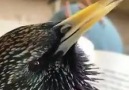 Ever heard a beatboxing starling