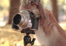Everyone knows someone who needs photography lessons from this rabbit