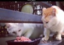 Every timeBy facebook.comEchocat520