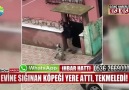 Evine sığınan köpeği yere attı tekmeledi!