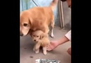 Evladını Kimselere Elletmeyen Anne Köpek