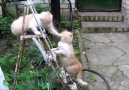 1'e 10 Vuran Çılgın Kedi