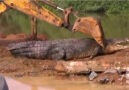 Excavator vs Crocodile !