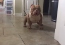 Excited bully