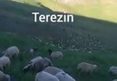 EZ KOÇERıM - Kazo dengbej