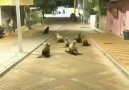 Fabian Felix - Lobos Marinos paseando por las calles de...