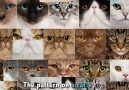 Facts You Didnt Know About Cats