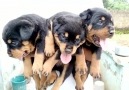 Fadel Farms - Box Head Female Rottweiller Puppies...