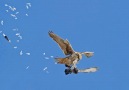 ... * ....falcon attack