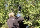 Family apple picking