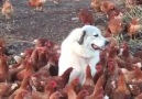 Fancy chicken farm
