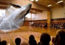 Fantastic 3D Whale In Sports Hall