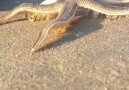 FANTASTIC STARFISH WALKS ON SAND. - Harikant Dhinoja