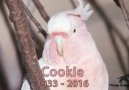 Farewell, Cookie