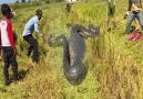 Farmers harvest rice Then meet big snake - Python