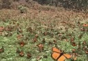 Fascinating Nature Swarm of monarchs