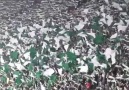 Fas Raja Casablanca tribünleri değil Türkiye Bursaspor Tribünleri!