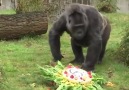 Fatou the oldest gorilla in the world celebrates its 61st birthday!
