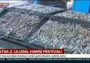 Fatsa 2. Ulusal Hamsi Festivali... - Selim Gürcan Becioğlu