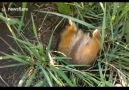 Fat Squirrel Struggles To Get Into Own Home