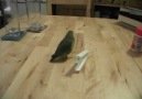 Feathers our parrotlet playing with a food clip.