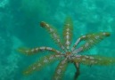 Feather Star