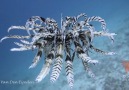 Feather Starfish in Blue Lagoon, Padangbai, Bali