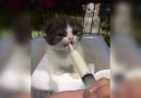 Feeding A Kitten With A Syringe
