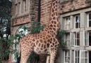 Feeding Giraffes in Kenya! frahmology