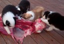 Feeding Puppies Raw Meat Has Many Benefits