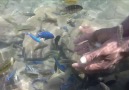 Feeding the cichlids at Cape Maclear Lake Malawi Luiz Jr. Fernandes