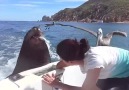 Feeding the sea lions