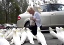 feeding wild cockatoos