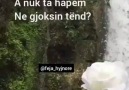 Feja Hyjnore