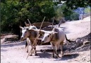 Feleğin Sillesi Beni Acıyla Gardaş Ediyor ( U.H ) Vay Vay Vayyyy