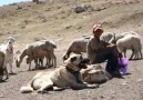 Felek Kırdı Kanadımı Kolumu