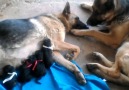 Felsefe Günlüğü - Bu anne köpek yavrularını doğurdu ve...