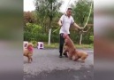 Felsefe Günlüğü - İp atlayan köpekler Facebook
