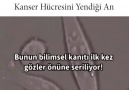 Felsefe Günlüğü - Kanser hücresi mutluluk hormonuna yeniliyor.