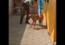 Felsefe Günlüğü - Polis tarafından kurtarılan köpeğin...