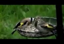 Femelle Chardonneret et ses jeunes dans la nature