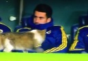 Fenerbahçe Kulübesini teftiş eden kedi.