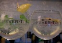 Fever-Tree Club Night