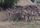 Feyder Florya - Afrika nin en fakir köyünde 1 hafta..